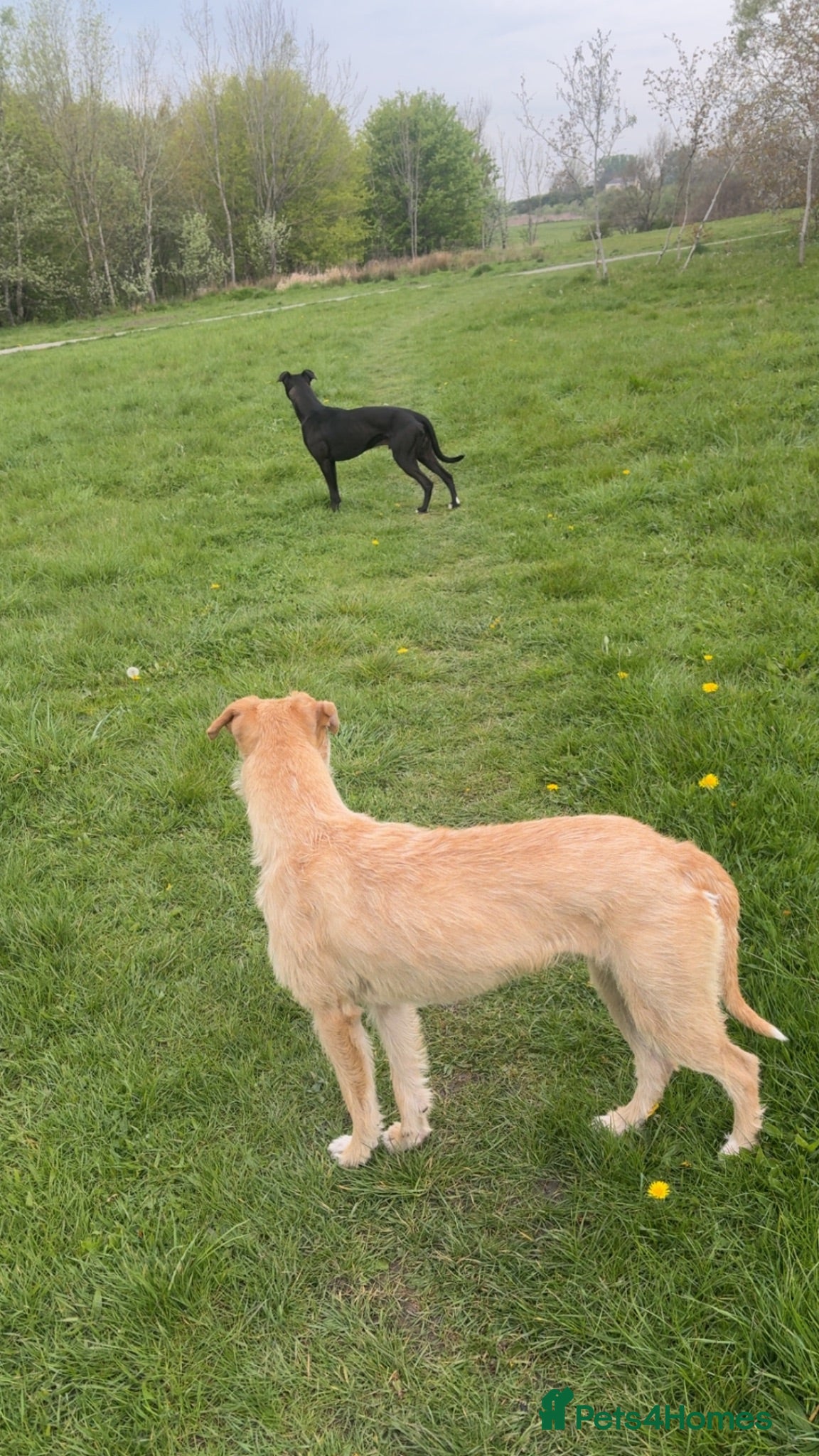 Mixed Breed dogs Wheaton bull greyhound  - Advert 1