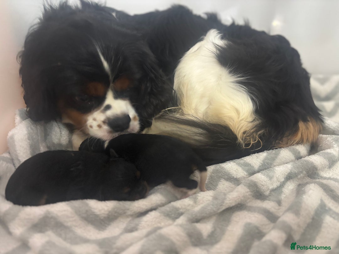 Cavalier King Charles Spaniel dogs for sale: Two beautiful kc boys  - Advert 30