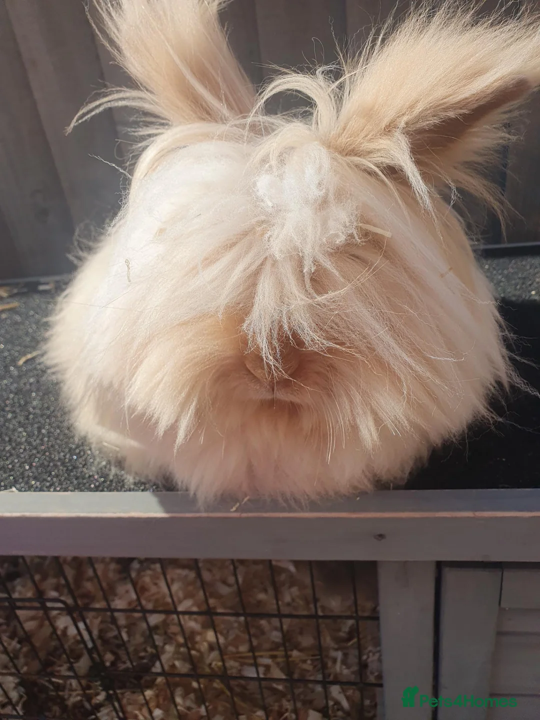 Angora rabbits for sale: Teddydwerg doe - Advert 1