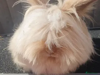 Angora rabbits Teddydwerg doe - Advert 9