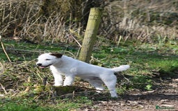 Jack Russell dogs for sale: Tremendous JRT puppies  - Image 1