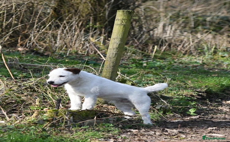 Jack Russell dogs - Advert 5