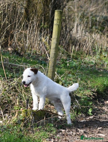 Jack Russell dogs - Advert 1