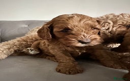 Cavapoo dogs for sale: Stunning Red Cavapoo Boys  - Image 20