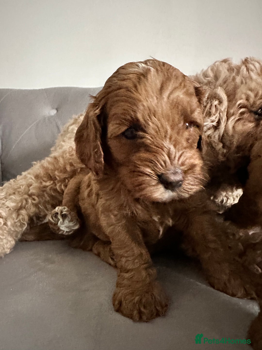 Cavapoo dogs for sale: Stunning Red Cavapoo Boys  - Image 20
