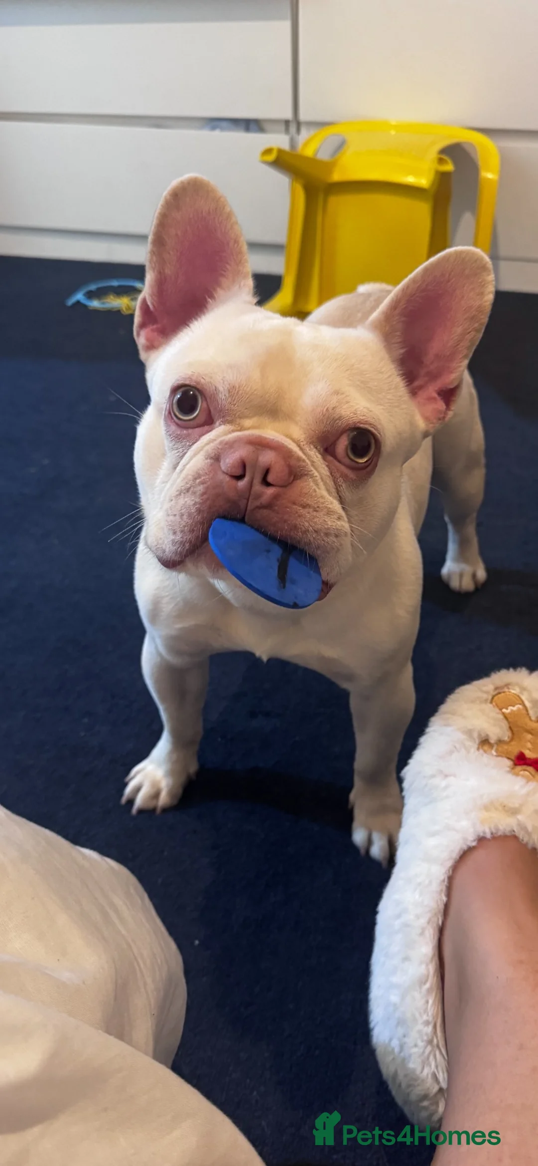 French Bulldog dogs for sale: Lovely boy rocky - Advert 2