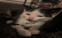 Mixed Breed cats for sale: Kittens for sale  - Image 2