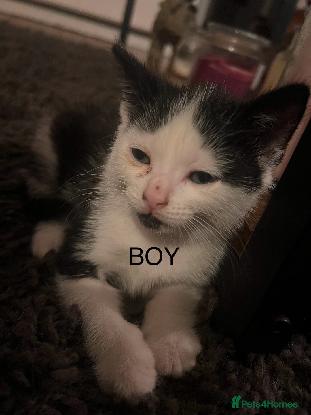 Mixed Breed cats for sale: Kittens for sale  - Image 2