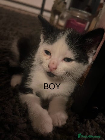 Mixed Breed cats - Advert 15