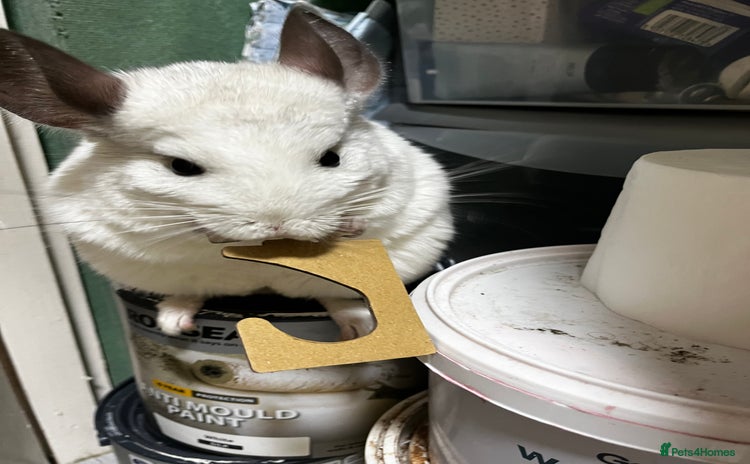 Chinchilla rodents - Advert 15