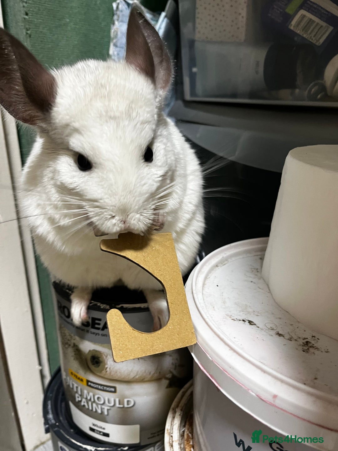 Chinchilla rodents for sale: Cila Nearly 3yr old female  - Image 1
