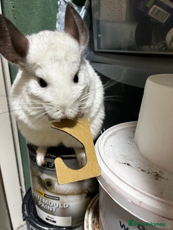 Chinchilla rodents - Advert 5