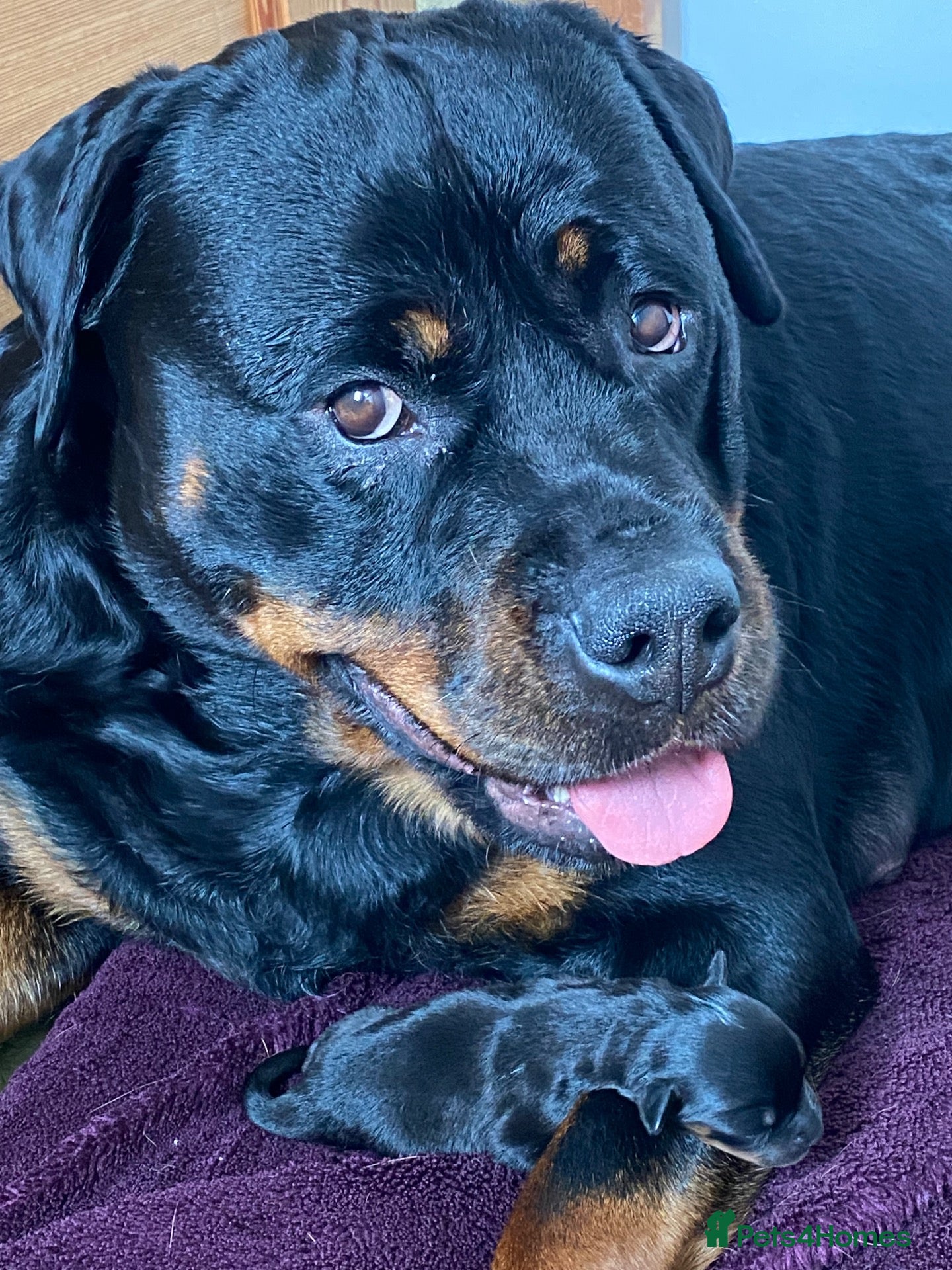 Rottweiler dogs Female Rottweilers  - Advert 1