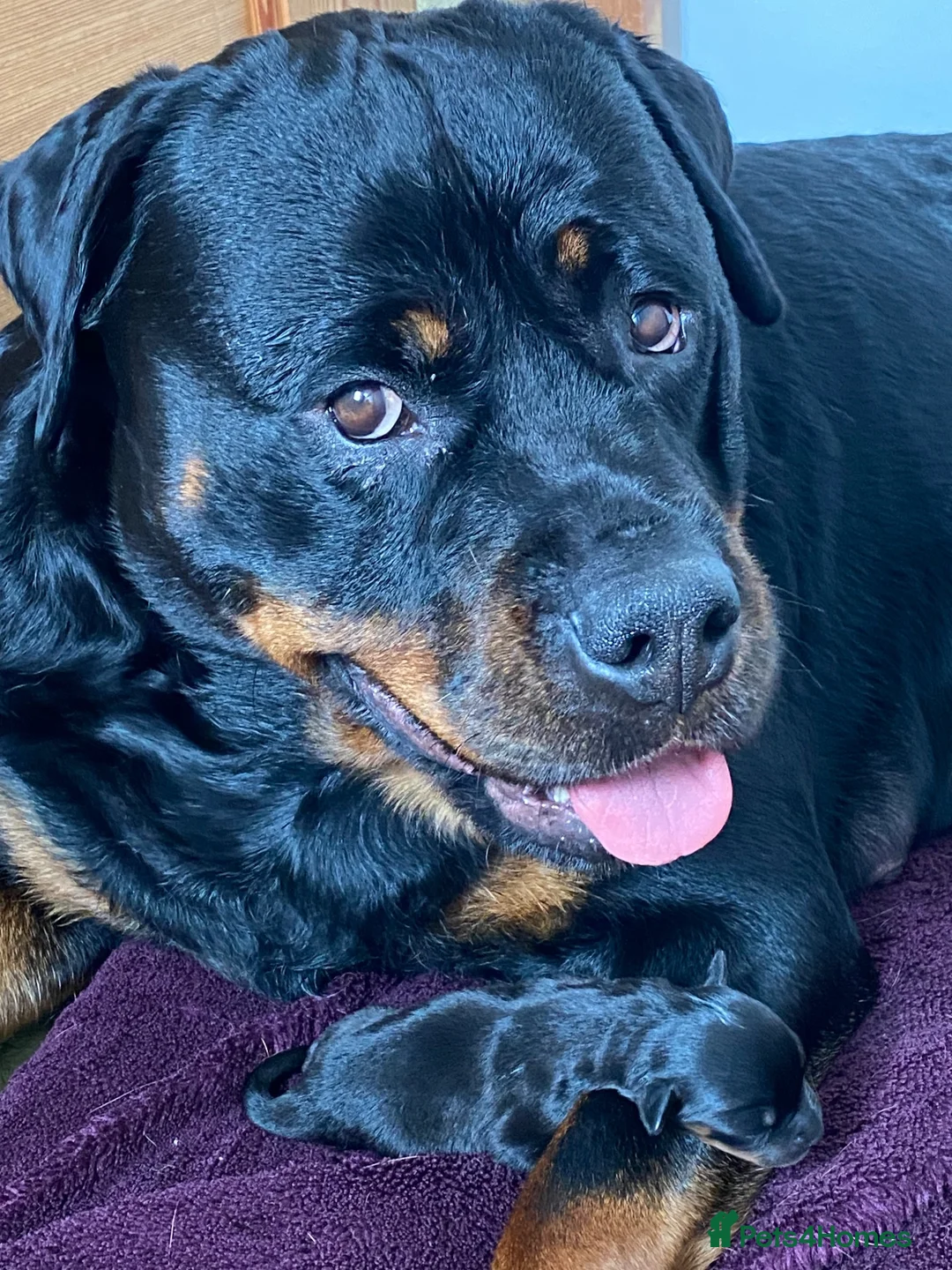 Rottweiler dogs for sale: Female Rottweilers  - Advert 1