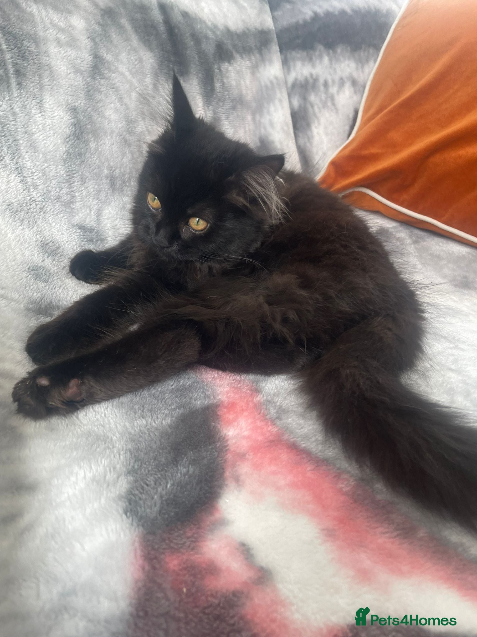 Mixed Breed cats for sale:  Persian kitten Reduced  - Advert 7