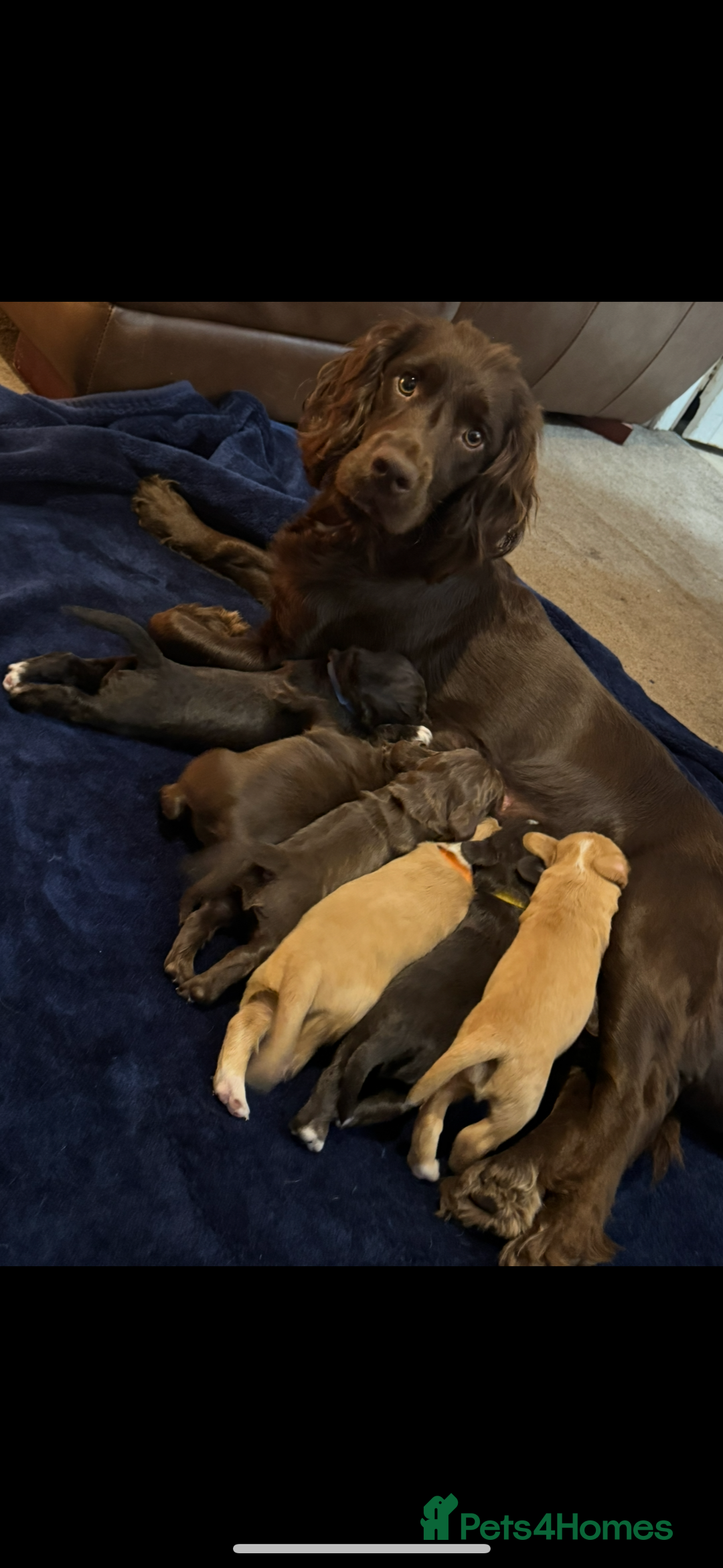 Sprocker dogs for sale: Gorgeous Sprocker Puppies Looking for 5* Homes - Advert 1