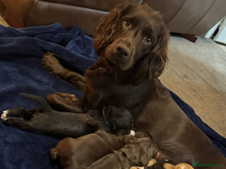 Sprocker dogs Gorgeous Sprocker Puppies Looking for 5* Homes - Advert 3