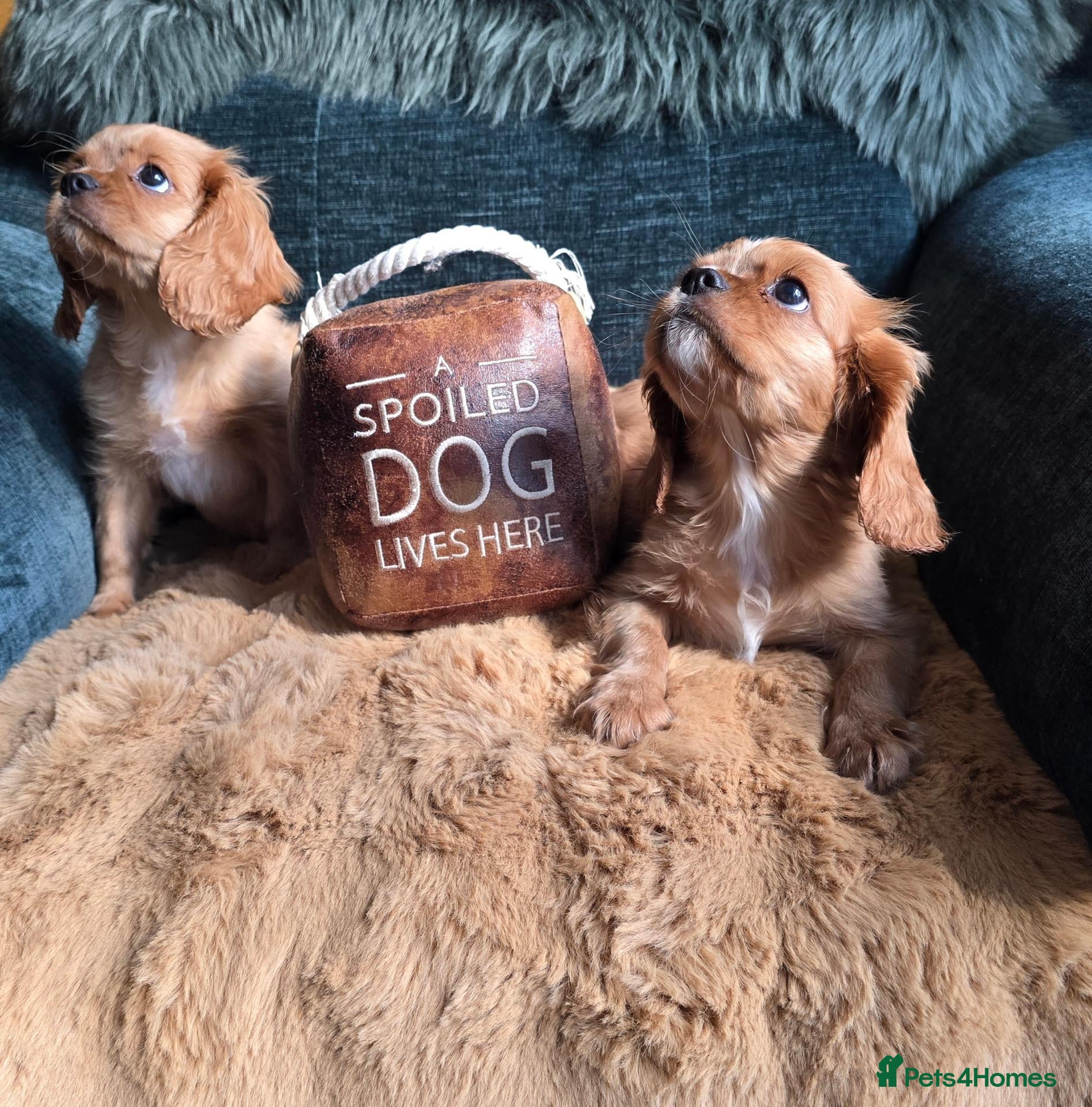 Cavalier King Charles Spaniel dogs Beautiful  Cavalier  puppies  - Advert 2