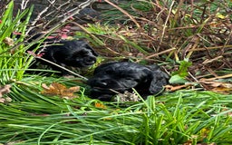 Cocker Spaniel dogs for sale: KC Reg Working Cocker Spaniels - Image 6