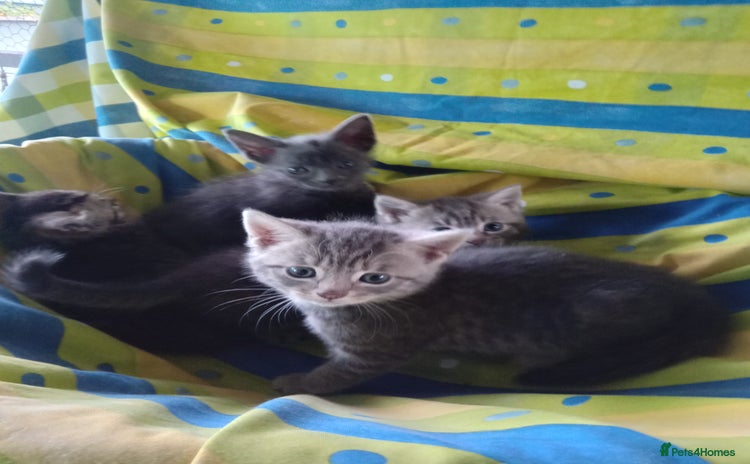 Mixed Breed cats - Advert 5
