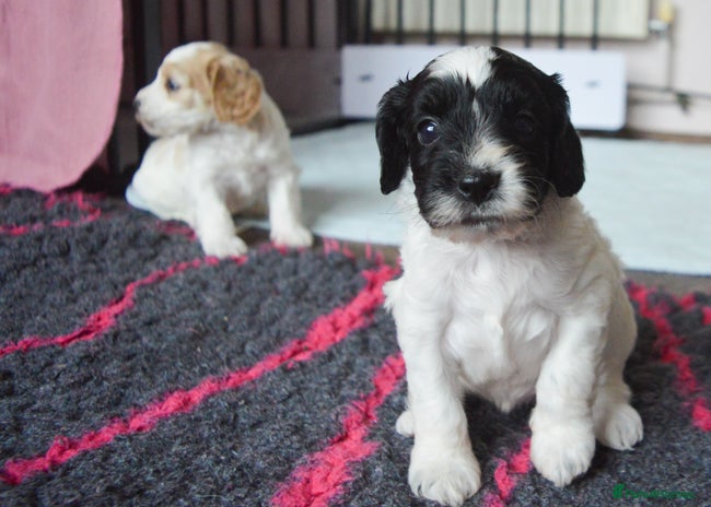Cockapoo dogs - Advert 1