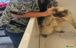 Ragdoll cats for sale: ACTIVE RAGDOLL QUEEN🌟 PROVEN & FULLY TESTED - Image 5