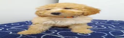 Miniature Poodle dogs for sale: Beautiful miniature poodle puppies ready now - Advert 10
