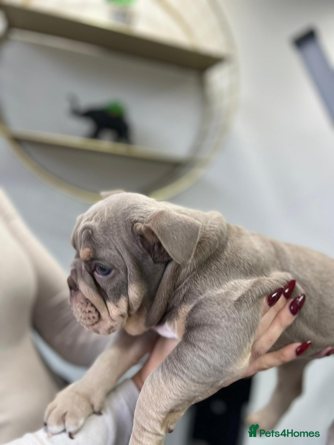 English Bulldog dogs for sale: 6 TOP QUALITY ENGLISH BULLDOG PUPPIES  - Advert 18