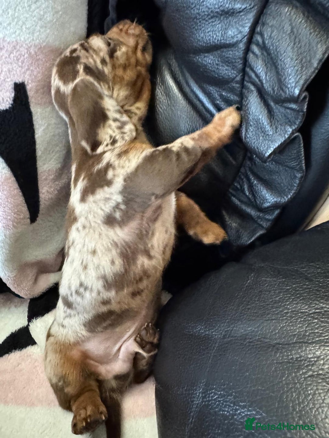 Miniature Dachshund dogs for sale: Miniature dachshund puppies - Advert 9