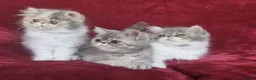 Exotic cats for sale: Stunning exotic/persian kittens - Advert 5