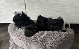 Yorkshire Terrier dogs for sale: Purebreed Yorkshire terrier (480G)8weeks old🥰 - Image 3