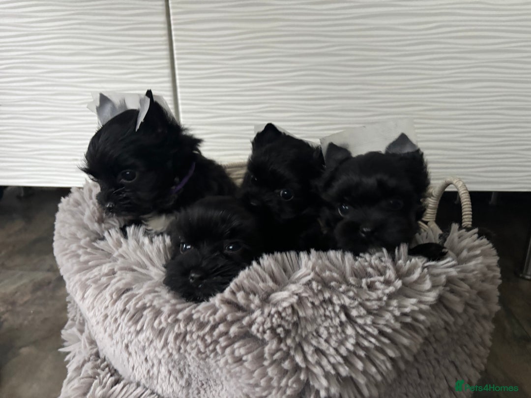 Yorkshire Terrier dogs for sale: Purebreed Yorkshire terrier (480G)8weeks old🥰 - Image 3