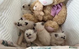 Ragdoll cats for sale: Seal Mitted Ragdoll babies, 4 girls 1 boy - Image 7