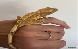 Gecko reptiles for sale: Extreme harlequin crested gecko  - Image 2