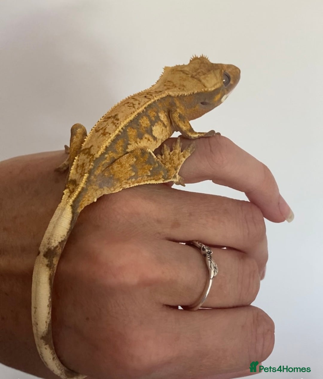 Gecko reptiles for sale: Extreme harlequin crested gecko  - Image 2