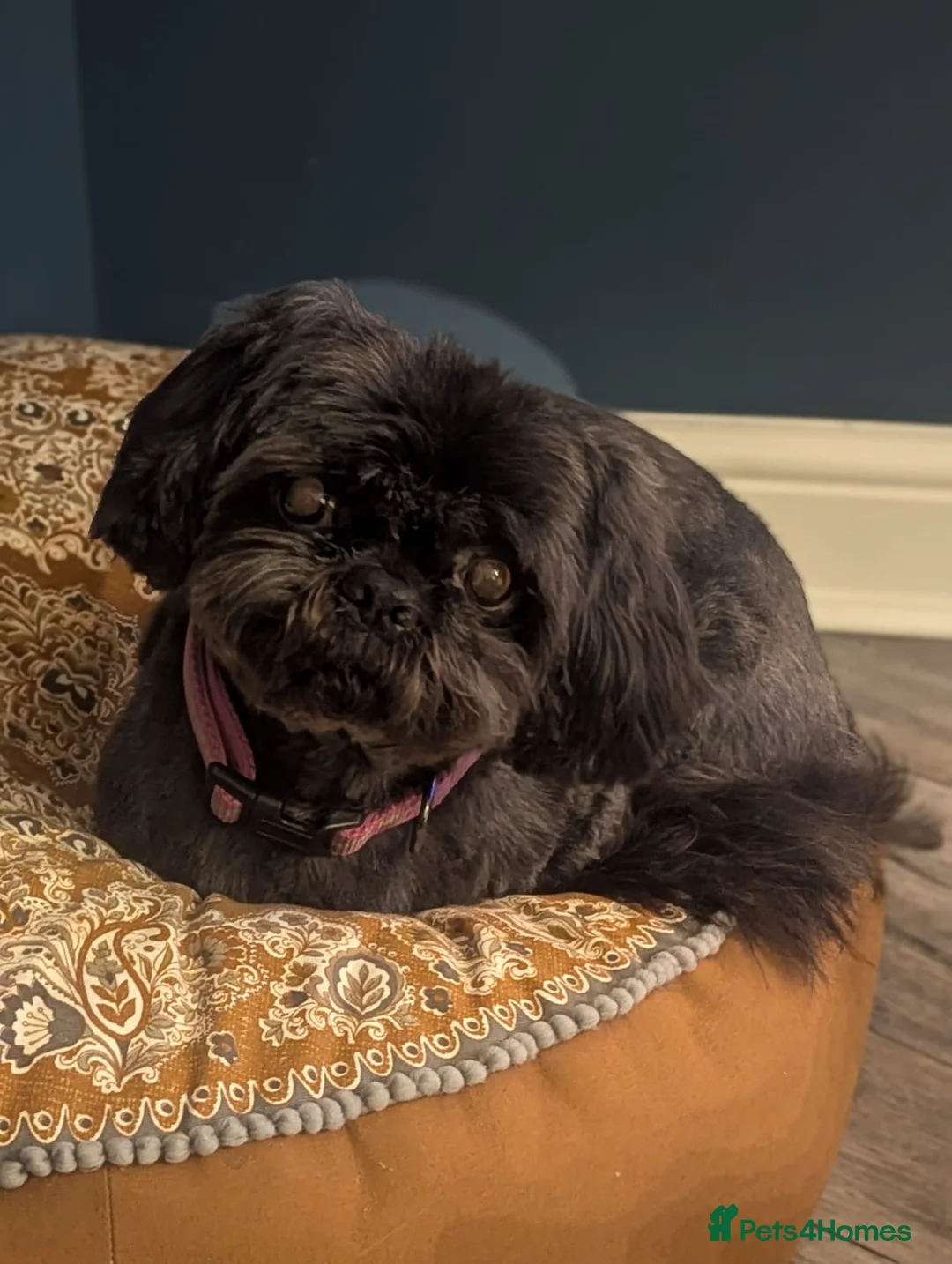 Shih Tzu dogs for adoption: Blossom in Heanor - Advert 2