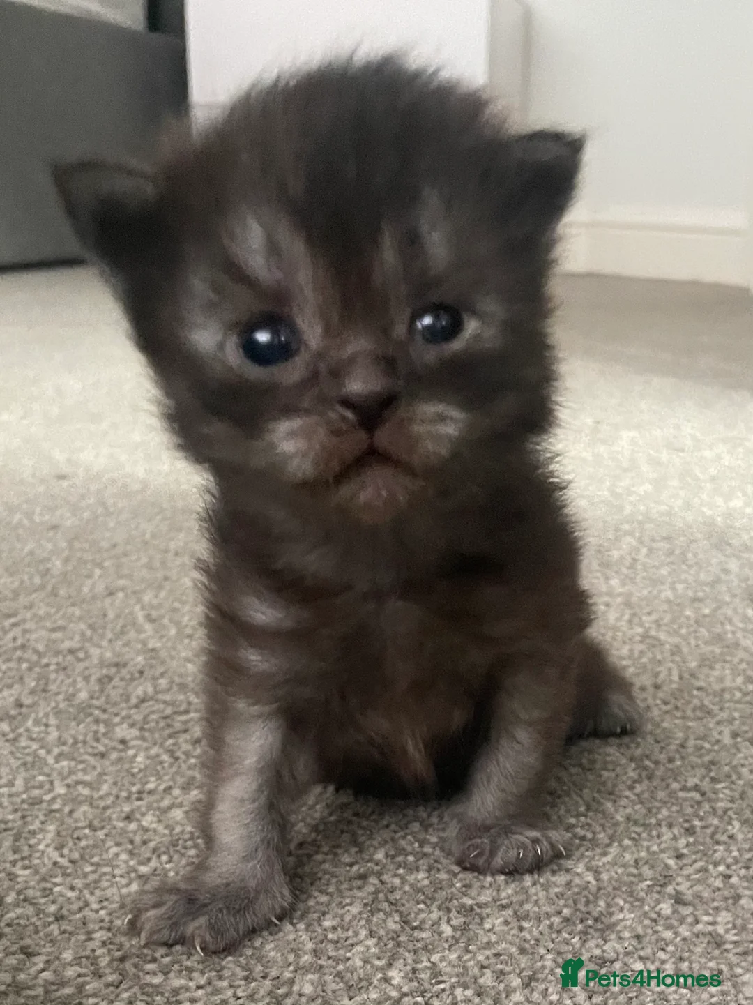 Maine Coon cats for sale:  Stunning Black Smoke 3/4 MaineCoonChampion Line - Advert 3