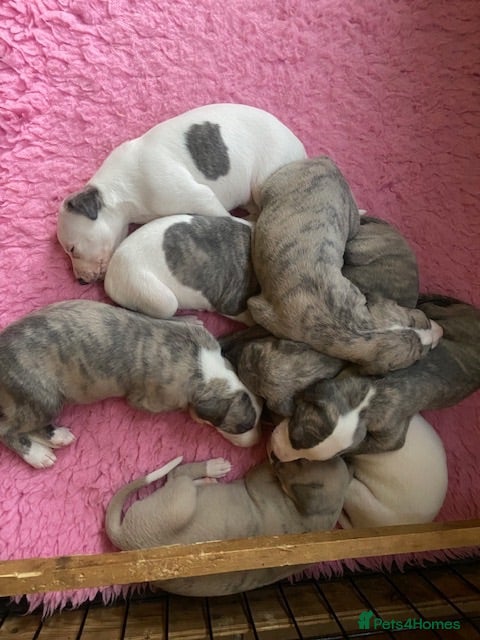 Whippet dogs Beautiful Pedigree Whippet Puppies.  - Advert 1