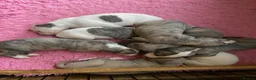 Whippet dogs for sale: Beautiful Pedigree Whippet Puppies.  in Boston - Advert 1