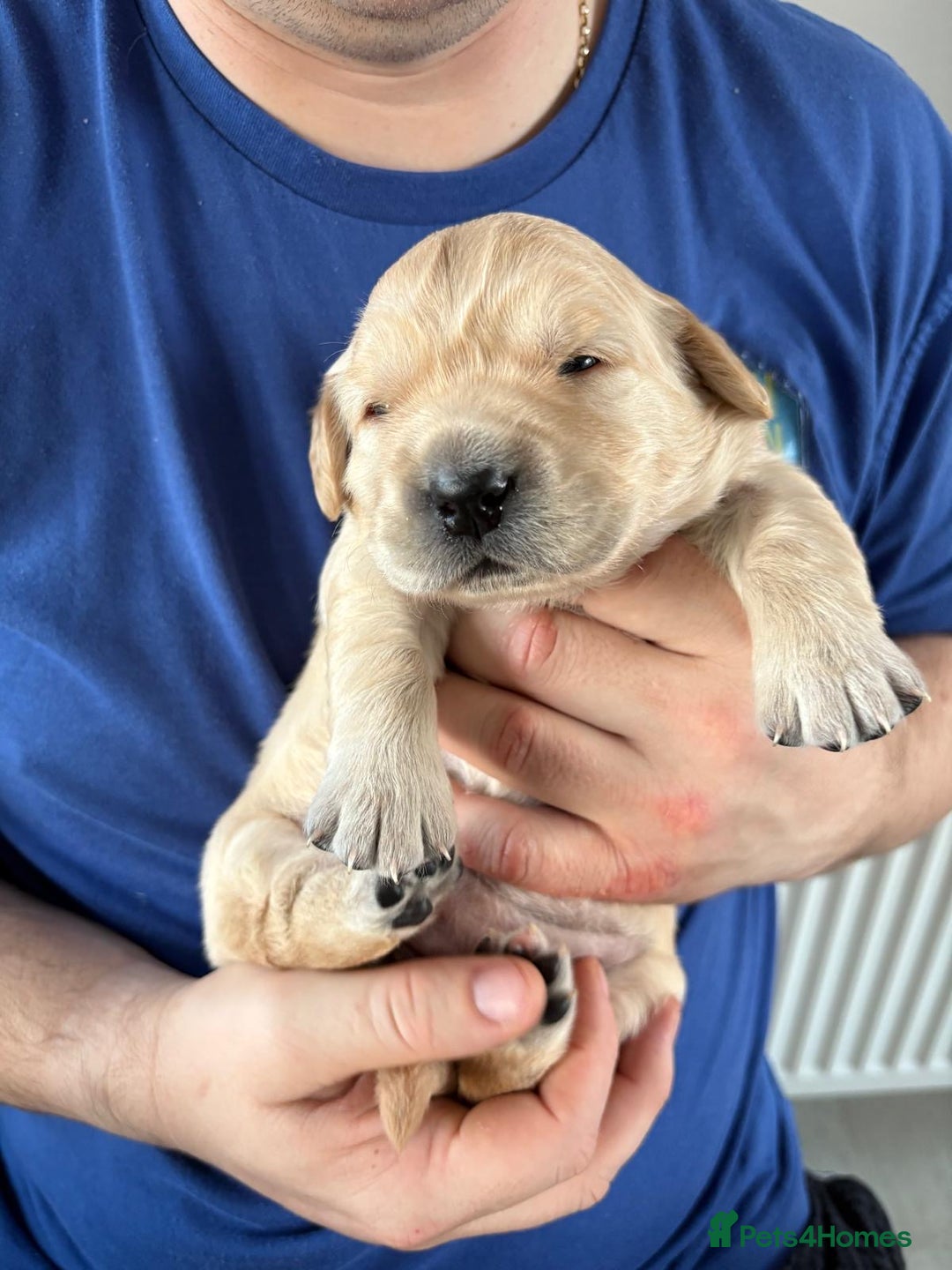 Golden Retriever dogs for sale: 1 female Golden Retriever Pup left for sale🥰🏡 - Advert 2