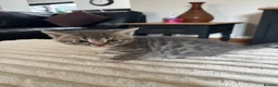 Bengal cats for sale: Bengal cross kittens in Frodsham - Advert 3