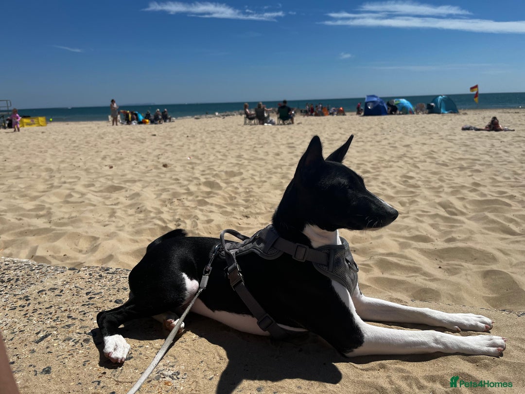 Basenji dogs for stud: Basenji Stud from a Great Lineage  - Image 6