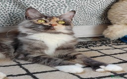 Maine Coon cats for sale: Beautiful Maine Coon kittens  - Image 11