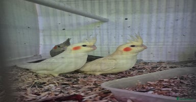 Cockatiels birds - Advert 14