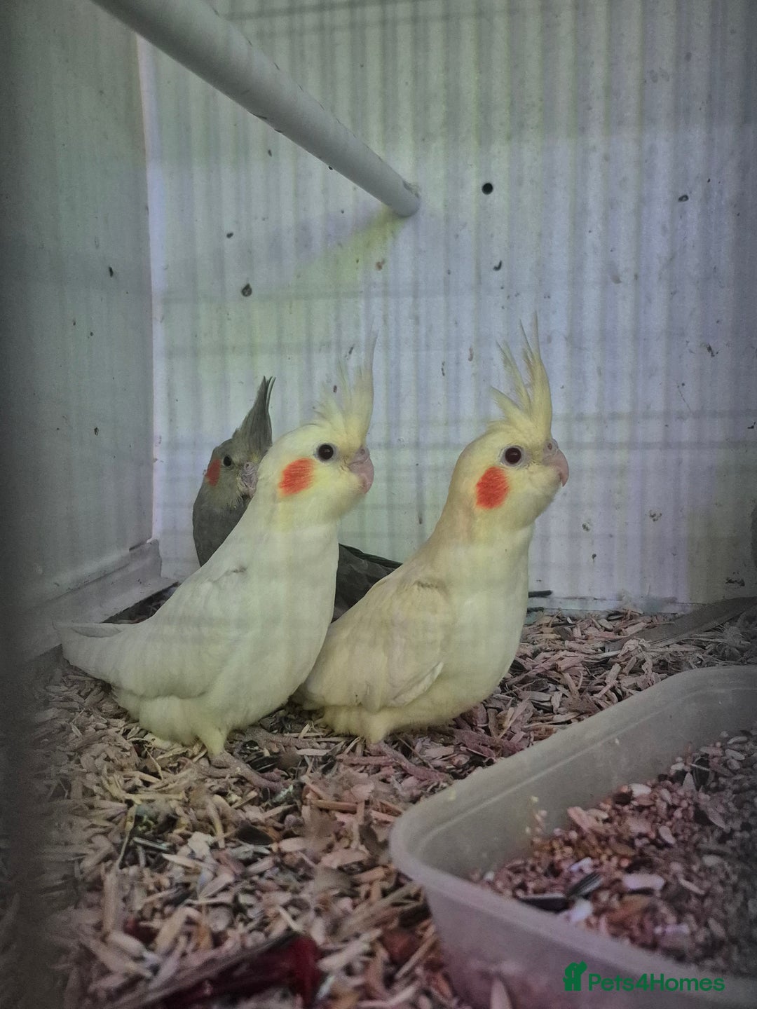 Cockatiels birds for sale: Baby and Adult Cockatiels ready to be tamed - Image 3