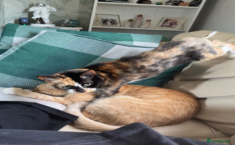 Domestic Shorthair cats - Advert 5