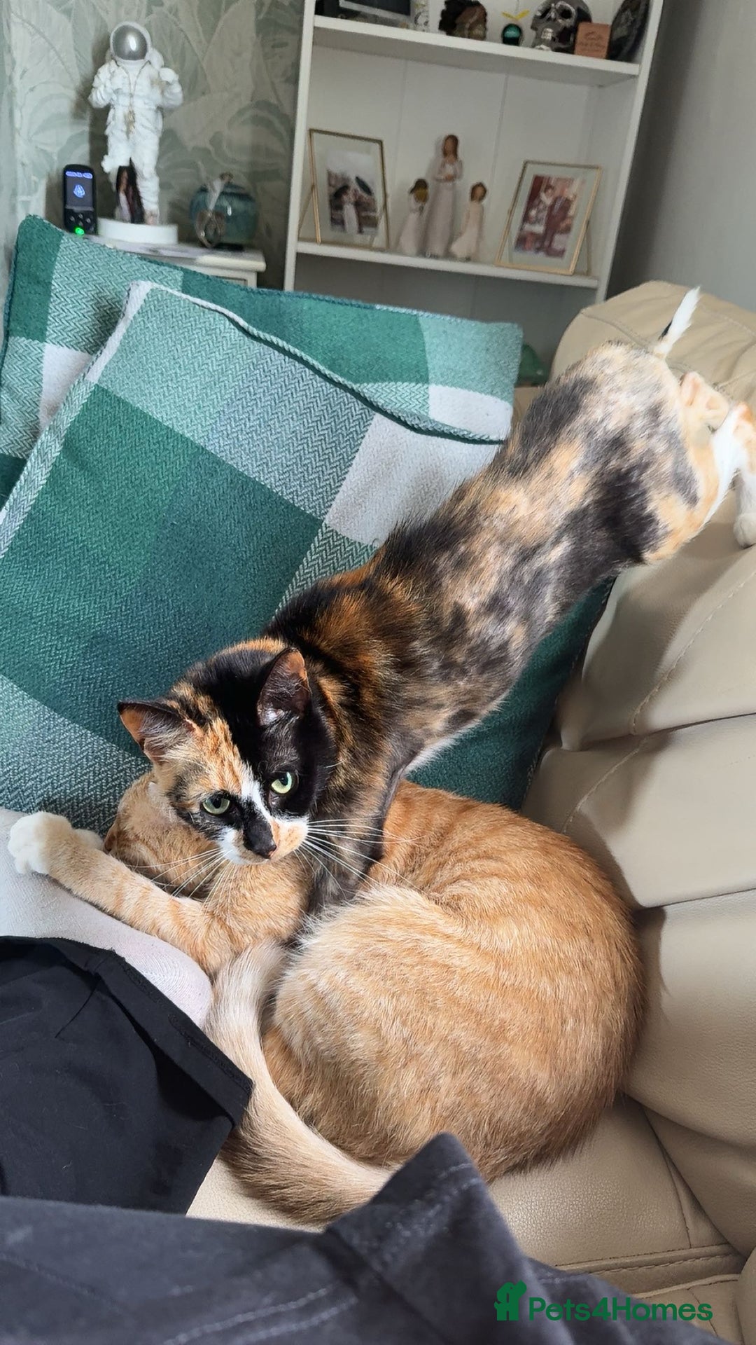 Domestic Shorthair cats for sale: Two Female cat for rehoming - Image 1