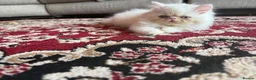 Persian cats for sale: Odd eyed male kitten  - Advert 15