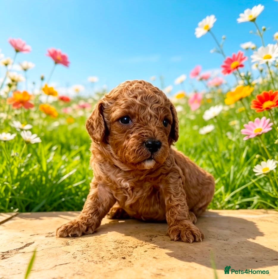 Cavapoo dogs 🐾 F1b male cavapoo 🐾 - Advert 1