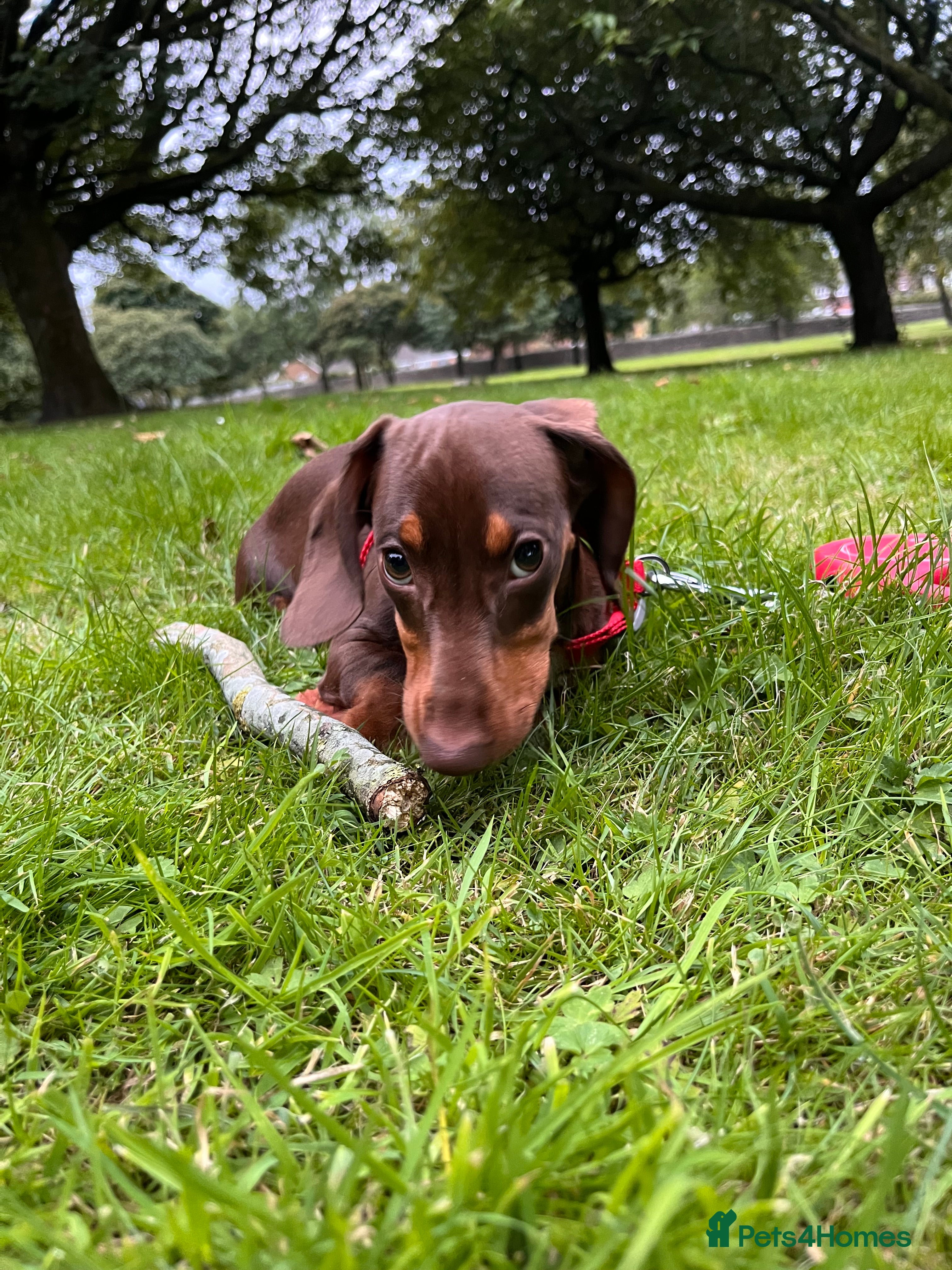 Dachshund dogs Dollie the Dachshund - Advert 12